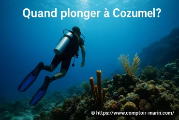 Quand plonger à Cozumel ? Découvrez les meilleures périodes pour explorer l'océan